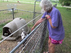 Judy Geisler; goats; Crazy Horse Campground, WI